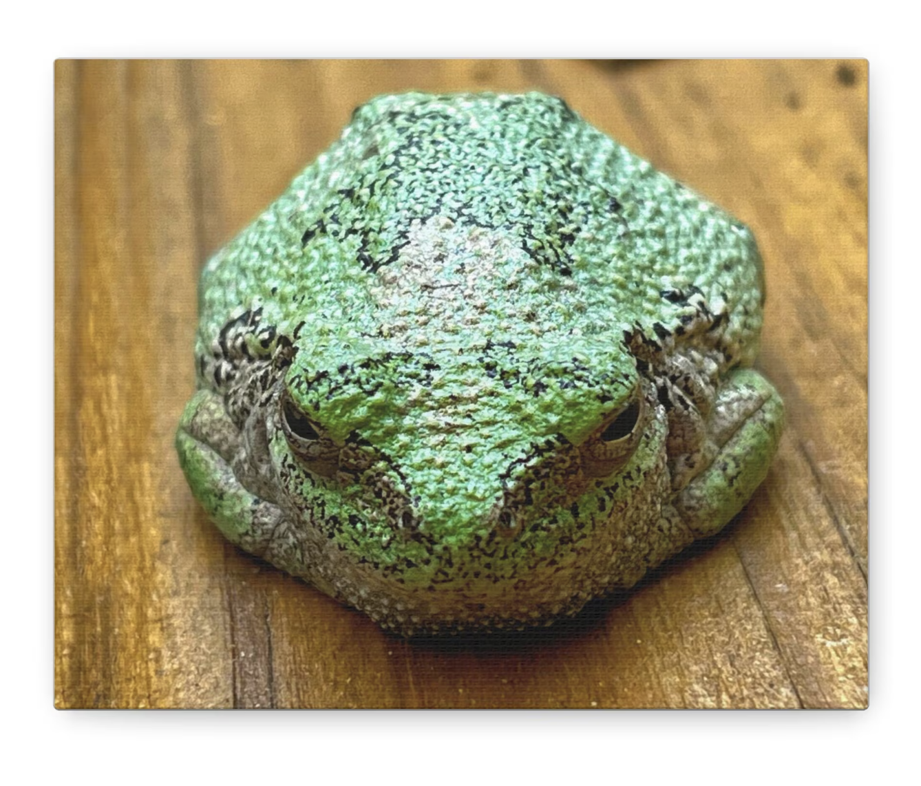 Big Green Frog on a Deck Canvas Gallery Wrap